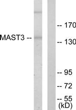 MAST3 Antibody in Western Blot (WB)