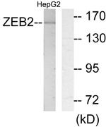ZEB2 Antibody in Western Blot (WB)
