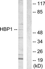 HBP1 Antibody in Western Blot (WB)