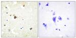 BERP Antibody in Immunohistochemistry (Paraffin) (IHC (P))