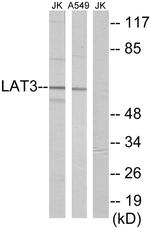 SLC43A1 Antibody in Western Blot (WB)