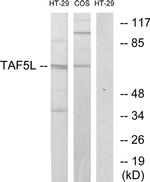 TAF5L Antibody in Western Blot (WB)