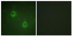 Phospho-APC1 (Ser688) Antibody in Immunocytochemistry (ICC/IF)