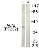 Phospho-Aurora B (Thr232) Antibody in Western Blot (WB)