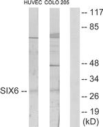 SIX6 Antibody in Western Blot (WB)