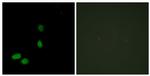 HMGN2 Antibody in Immunocytochemistry (ICC/IF)