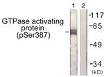 Phospho-RACGAP1 (Ser387) Antibody in Western Blot (WB)