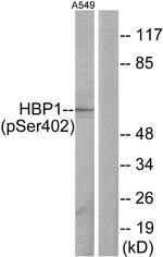 Phospho-HBP1 (Ser402) Antibody in Western Blot (WB)