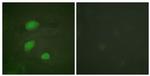 Phospho-HIRA (Thr555) Antibody in Immunocytochemistry (ICC/IF)