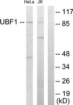 UBF-1 Antibody in Western Blot (WB)