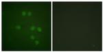 HMGN1 Antibody in Immunocytochemistry (ICC/IF)