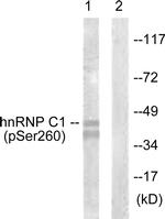 Phospho-hnRNP C (Ser260) Antibody in Western Blot (WB)