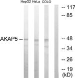 AKAP5 Antibody in Western Blot (WB)