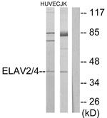 HuB/HuD Antibody in Western Blot (WB)