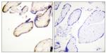 Phospho-Cdc37 (Ser13) Antibody in Immunohistochemistry (Paraffin) (IHC (P))