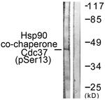 Phospho-Cdc37 (Ser13) Antibody in Western Blot (WB)