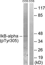 Phospho-IkB alpha (Tyr305) Antibody in Western Blot (WB)