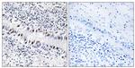 ZNF76 Antibody in Immunohistochemistry (Paraffin) (IHC (P))