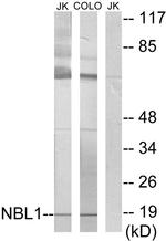 NBL1 Antibody in Western Blot (WB)