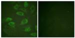 Phospho-CD25 (Ser268) Antibody in Immunocytochemistry (ICC/IF)