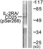 Phospho-CD25 (Ser268) Antibody in Western Blot (WB)
