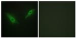 PHKA1/PHKA2 Antibody in Immunocytochemistry (ICC/IF)
