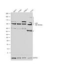 IL4R Antibody in Western Blot (WB)