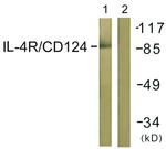 IL4R Antibody in Western Blot (WB)