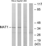 MNAT1 Antibody in Western Blot (WB)