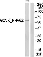 HHV-6 U69 Antibody in Western Blot (WB)