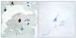 PTTG Antibody in Immunohistochemistry (Paraffin) (IHC (P))