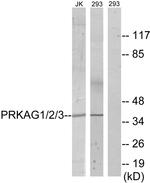 AMPK gamma-1,2,3 Antibody in Western Blot (WB)