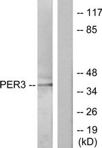 PER3 Antibody in Western Blot (WB)
