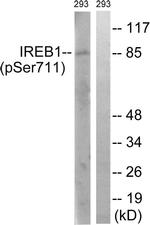 Phospho-Aconitase 1 (Ser711) Antibody in Western Blot (WB)