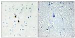 PKIA Antibody in Immunohistochemistry (Paraffin) (IHC (P))