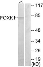 FOXK1 Antibody in Western Blot (WB)