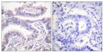 Phospho-KIF11 (Thr926) Antibody in Immunohistochemistry (Paraffin) (IHC (P))