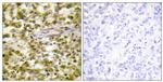 CSB Antibody in Immunohistochemistry (Paraffin) (IHC (P))