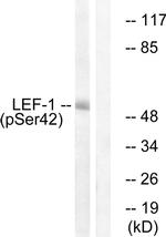 Phospho-LEF1 (Ser42) Antibody in Western Blot (WB)