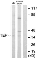 TEF Antibody in Western Blot (WB)