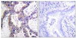 Phospho-MKP-1 (Ser359) Antibody in Immunohistochemistry (Paraffin) (IHC (P))