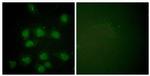 Phospho-NIFK (Thr234) Antibody in Immunocytochemistry (ICC/IF)