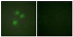 NIFK Antibody in Immunocytochemistry (ICC/IF)