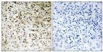 TAF5 Antibody in Immunohistochemistry (Paraffin) (IHC (P))