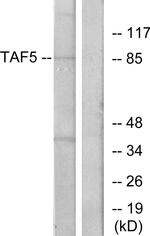 TAF5 Antibody in Western Blot (WB)