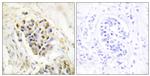 TRAP220 Antibody in Immunohistochemistry (Paraffin) (IHC (P))
