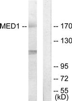 TRAP220 Antibody in Western Blot (WB)