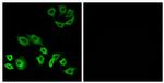 RhoH Antibody in Immunocytochemistry (ICC/IF)