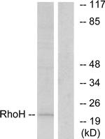 RhoH Antibody in Western Blot (WB)