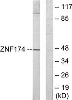 ZNF174 Antibody in Western Blot (WB)